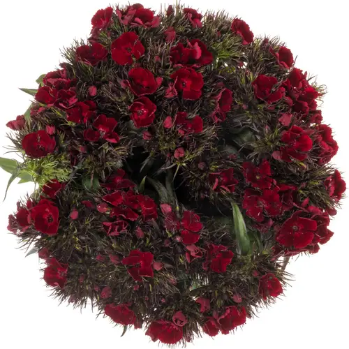 Bartnelke dunkel rot Diep Rood 55cm