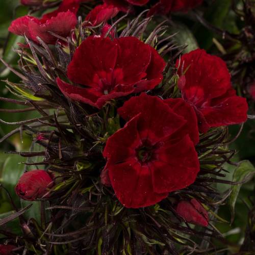 Bartnelke dunkel rot Diep Rood 55cm