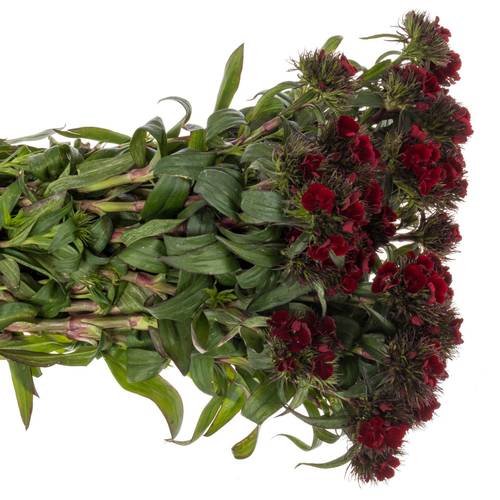 Bartnelke dunkel rot Diep Rood 55cm