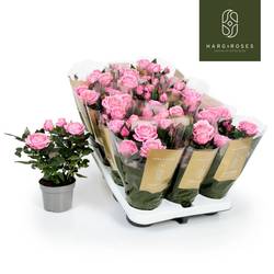 Rosa Adele Kordana Grande T10,5 H027