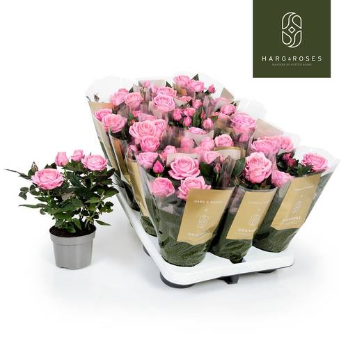 Rosa Adele Kordana Grande T10,5 H027