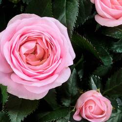 Rosa Adele Kordana Grande T10,5 H027