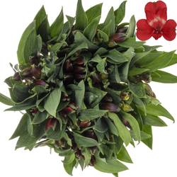 Alstroemerie rot Rockstar 70 Gramm 75cm