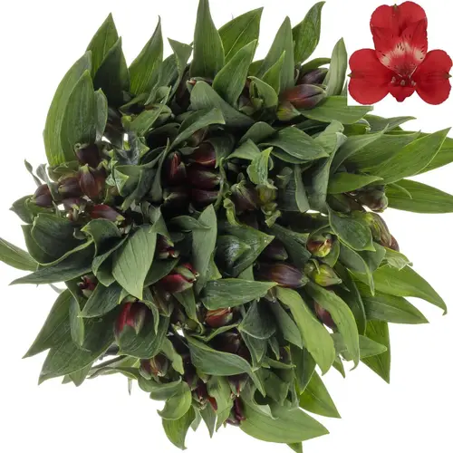 Alstroemerie rot Rockstar 70 Gramm 75cm