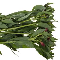 Alstroemerie rot Rockstar 70 Gramm 75cm