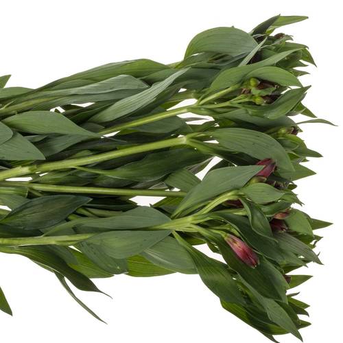 Alstroemerie rot Rockstar 70 Gramm 75cm