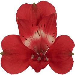 Alstroemerie rot Rockstar 70 Gramm 75cm