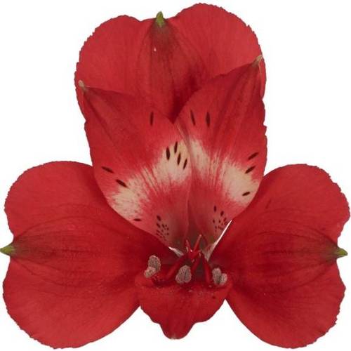 Alstroemerie rot Rockstar 70 Gramm 75cm