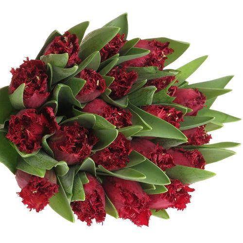 Tulpe rot gezackt Valerie Triflor 32 Gramm