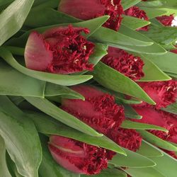 Tulpe rot gezackt Valerie Triflor 32 Gramm