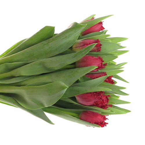 Tulpe rot gezackt Valerie Triflor 32 Gramm