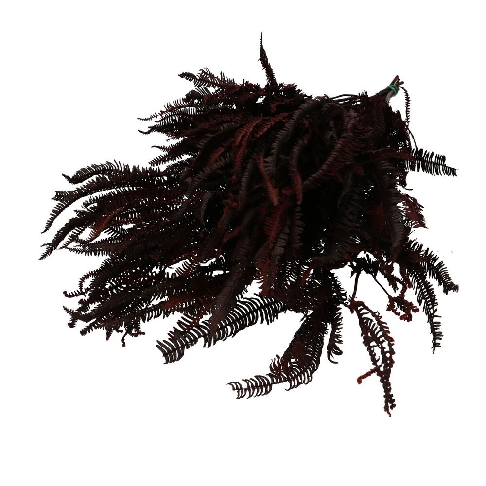 Trocken Helecho burgundy L70cm