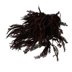 Trocken Helecho burgundy L70cm