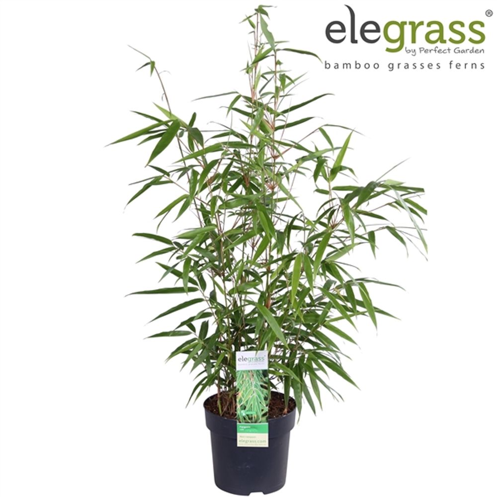 Fargesia Rufa T14 H50