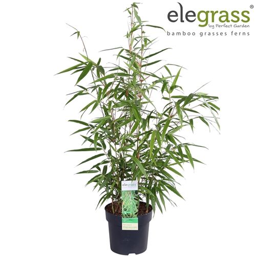 Fargesia Rufa T14 H50