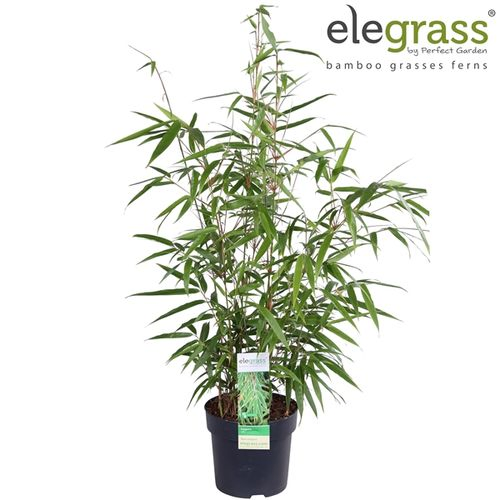 Fargesia Rufa T14 H50