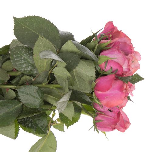 Rose fuchsia/rosa Barista 40cm