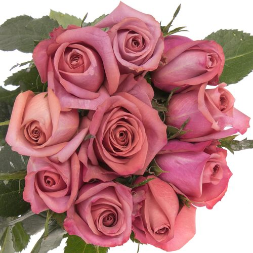 Rose fuchsia/rosa Barista 40cm