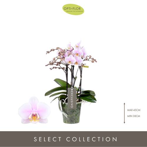 Phal.4-R rosa Yei Exclusivo T12 H35