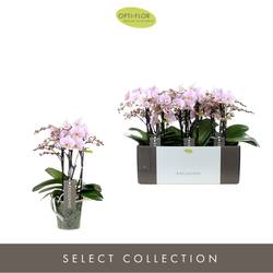 Phal.4-R rosa Yei Exclusivo T12 H35