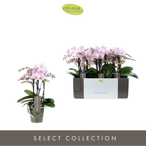 Phal.4-R rosa Yei Exclusivo T12 H35