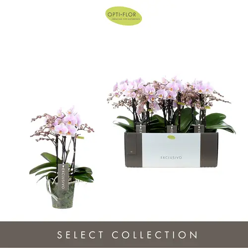 Phal.4-R rosa Yei Exclusivo T12 H35
