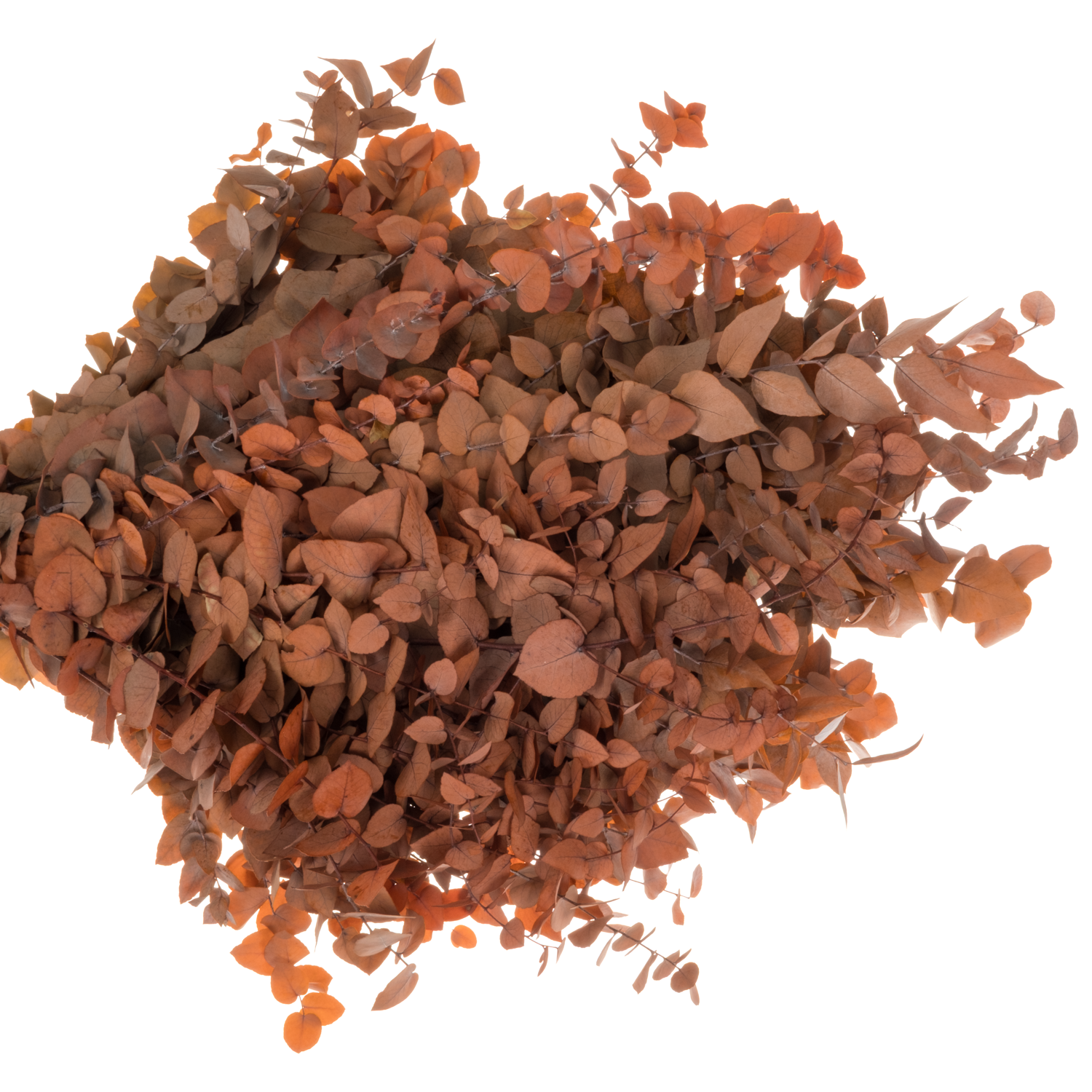 Populus dunkel orange Stuartiana Präpariert 150 Gramm 70cm