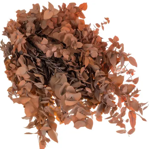 Populus dunkel orange Stuartiana Präpariert 150 Gramm 70cm
