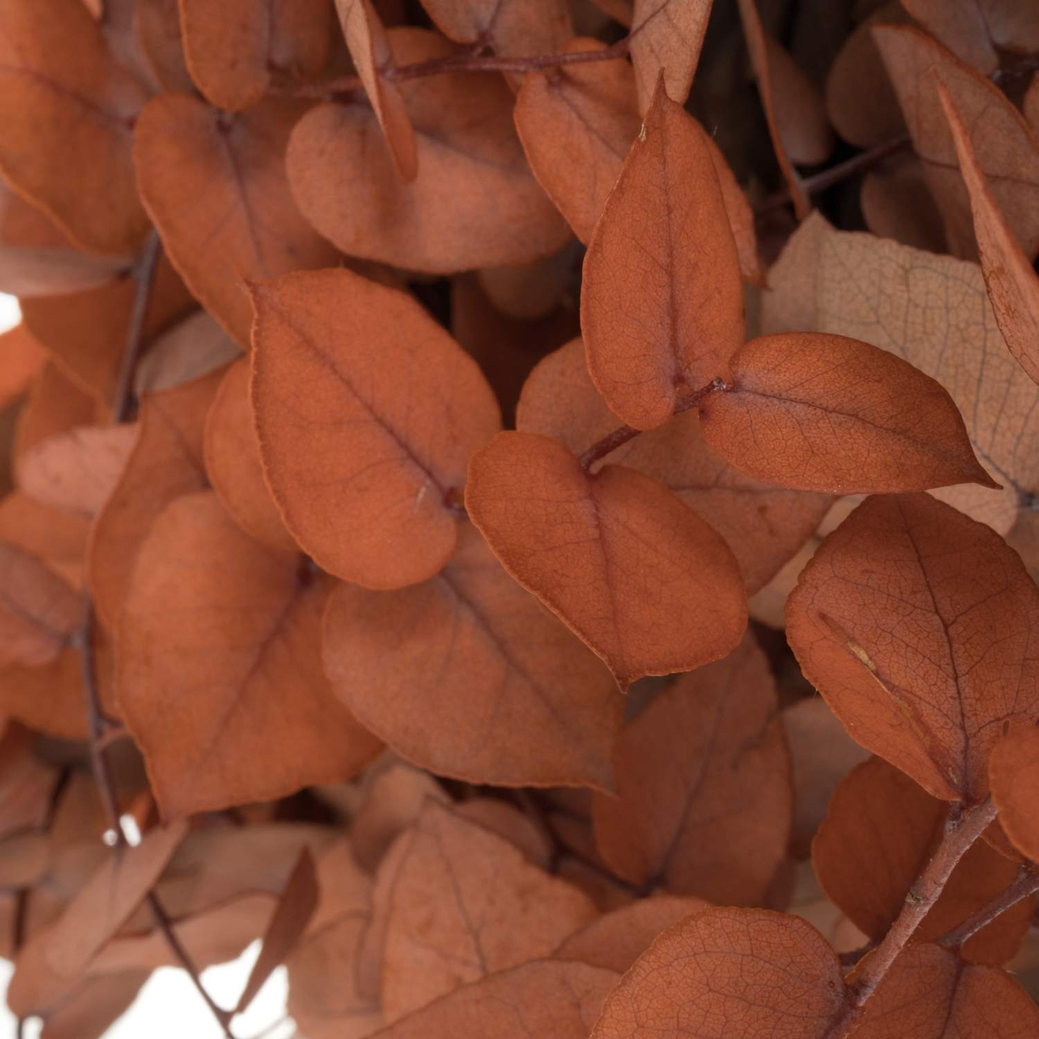 Populus dunkel orange Stuartiana Präpariert 150 Gramm 70cm