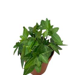 Efeu Shamrock T09 H25