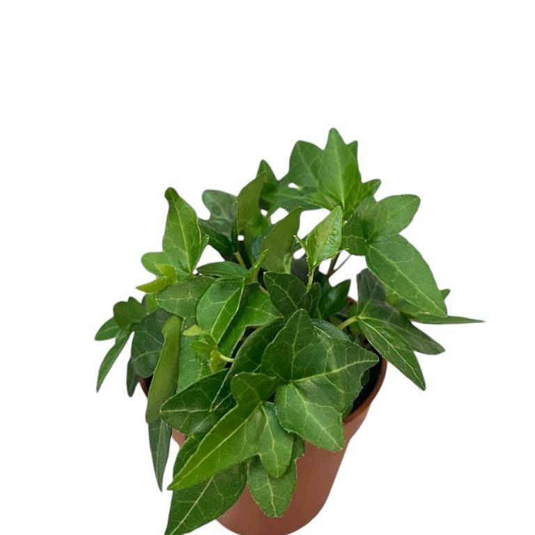 hedera hekken Efeu | Hedera helix 'Hibernica'