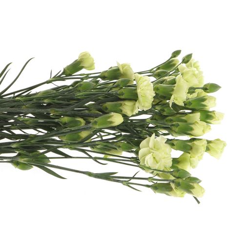 Spraynelke grün Lagos 60cm