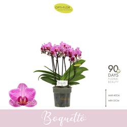 Phal.3-5R rosa Boquetto Delight T12 H035