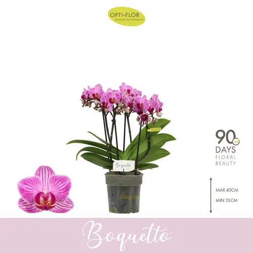 Phal.3-5R rosa Boquetto Delight T12 H035