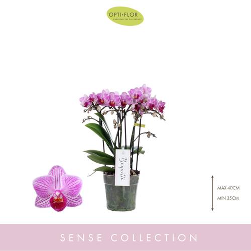 Phal.3-5R lila Boquetto Delight T12 H35