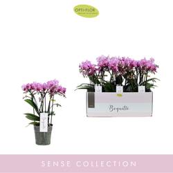 Phal.3-5R lila Boquetto Delight T12 H35