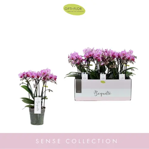 Phal.3-5R lila Boquetto Delight T12 H35