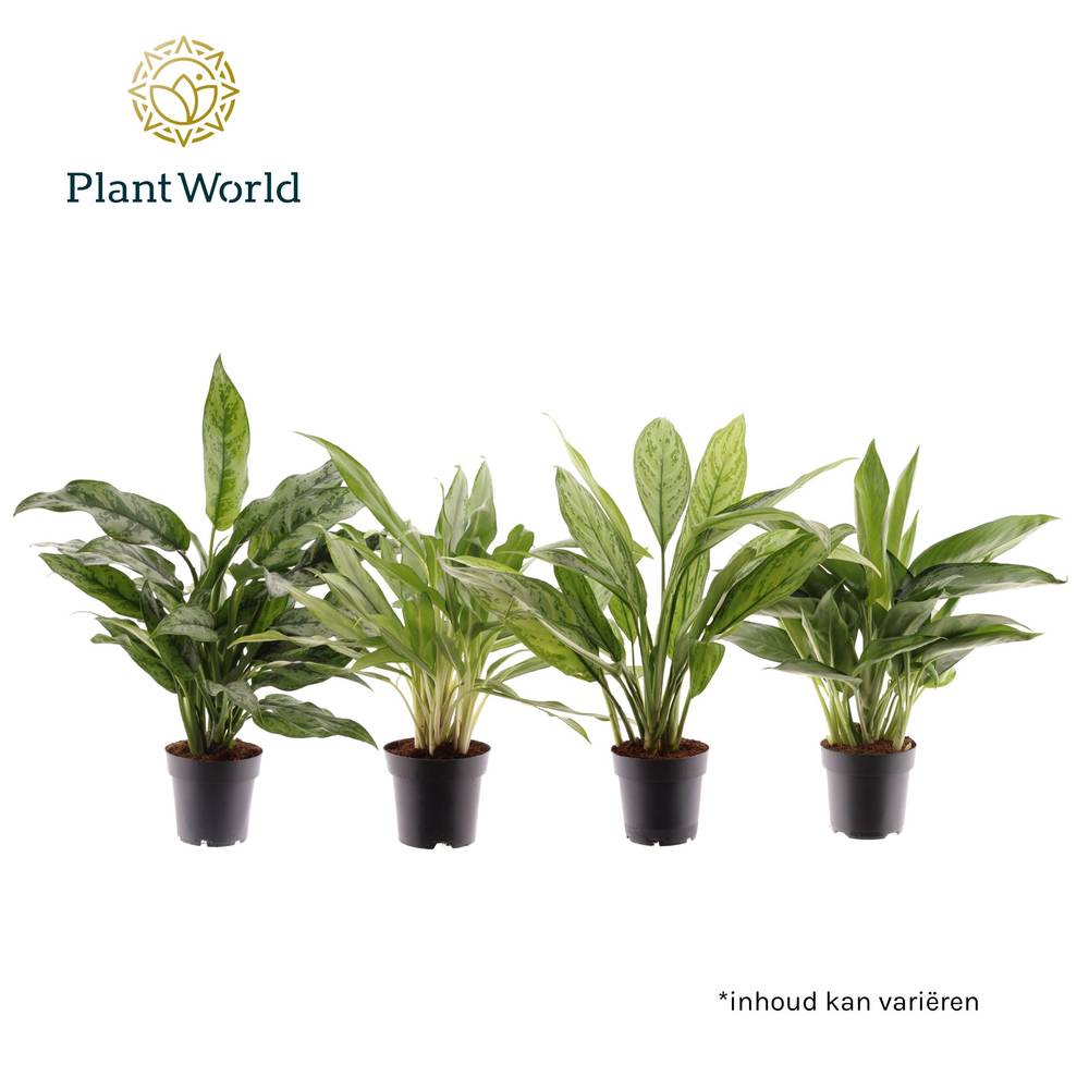 Aglaonema mix T14 H045