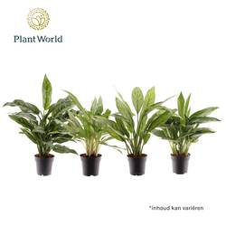 Aglaonema mix T14 H045