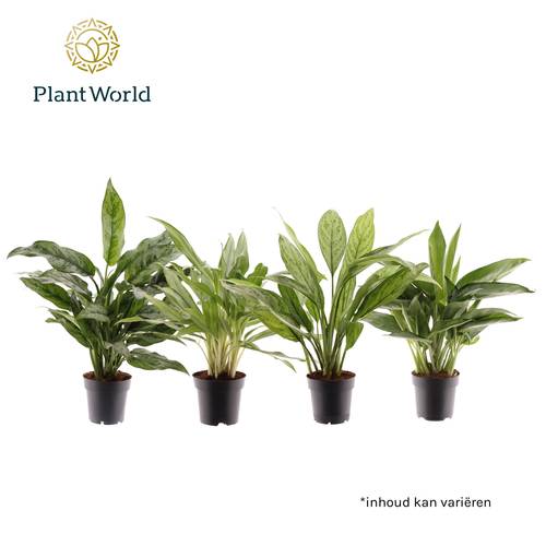 Aglaonema mix T14 H045