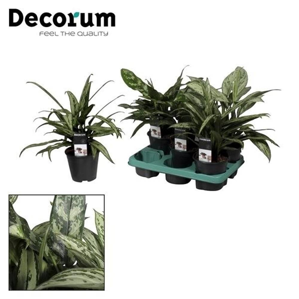 Aglaonema mix T14 H45
