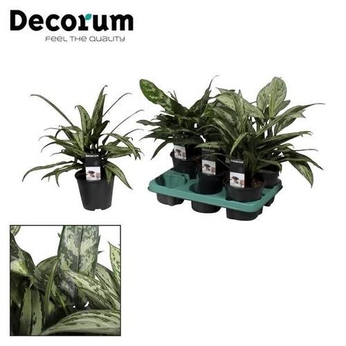 Aglaonema mix T14 H45