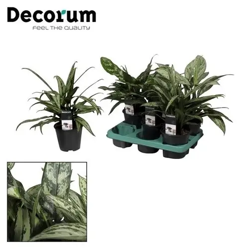 Aglaonema mix T14 H45