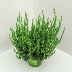 Calluna gefärbt Gem T11 H20