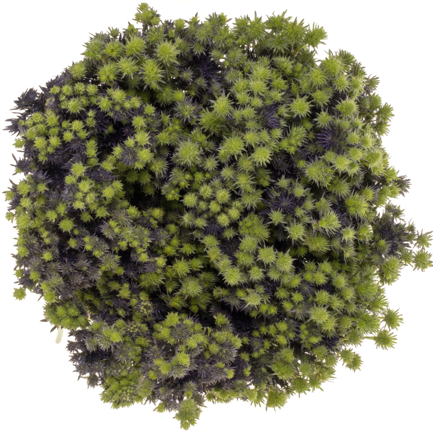 Distel blau Magical Purple Stars 60cm