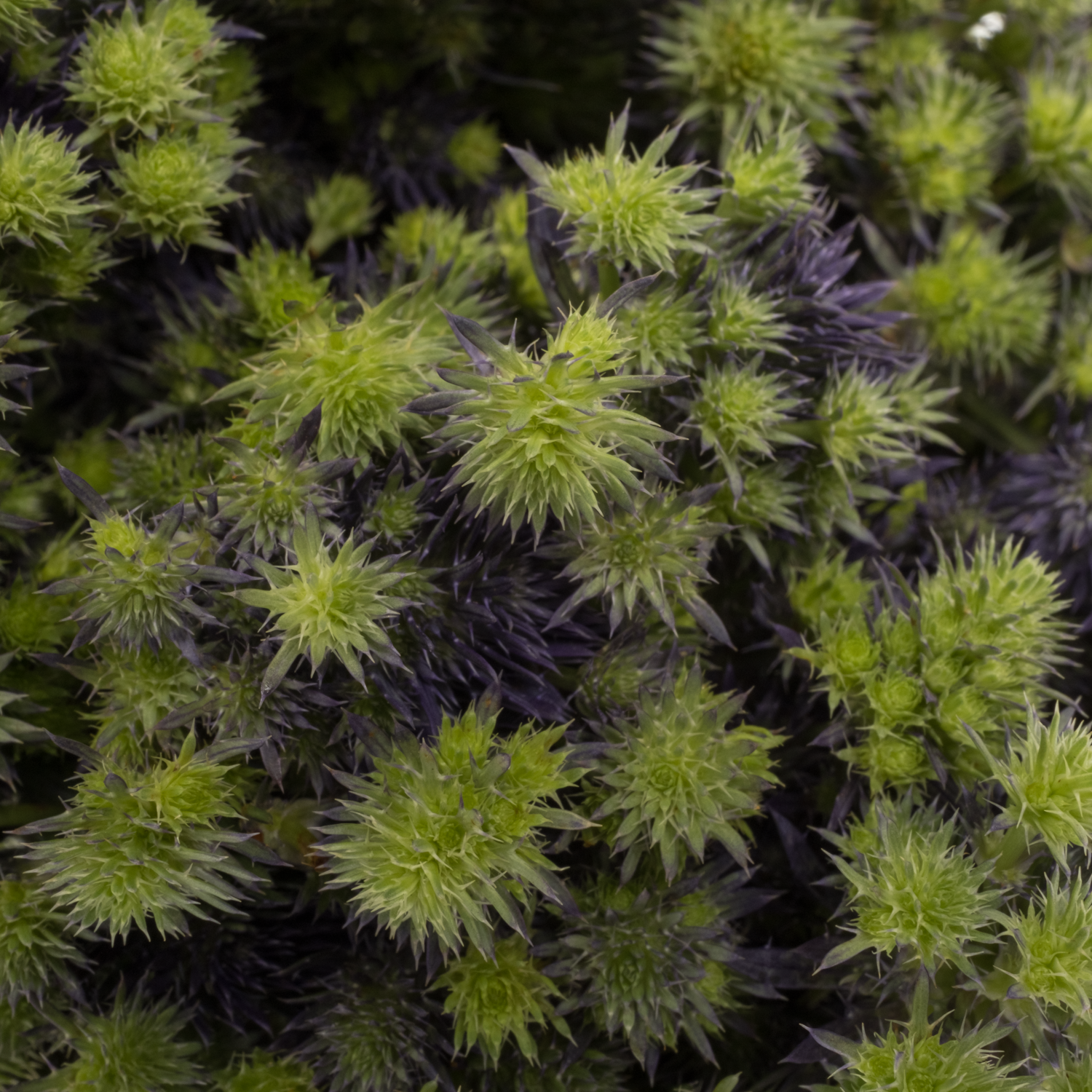 Distel blau Magical Purple Stars 60cm
