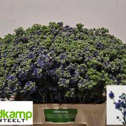 Distel blau Magical Purple Stars 60cm