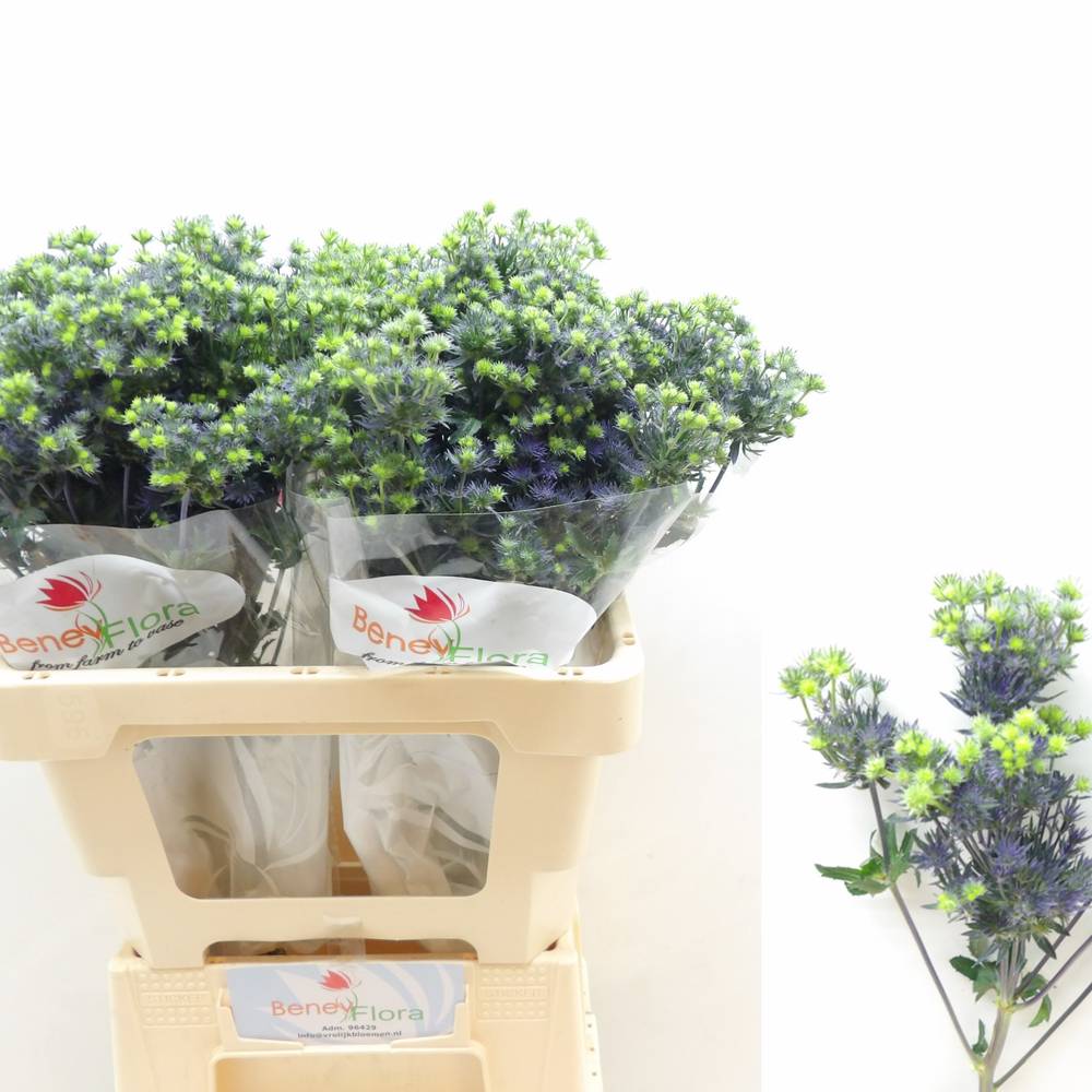 Distel blau Magical Purple Stars 60cm