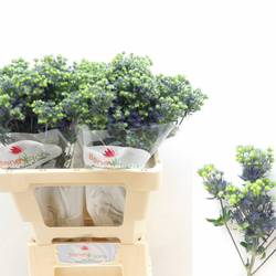 Distel blau Magical Purple Stars 60cm