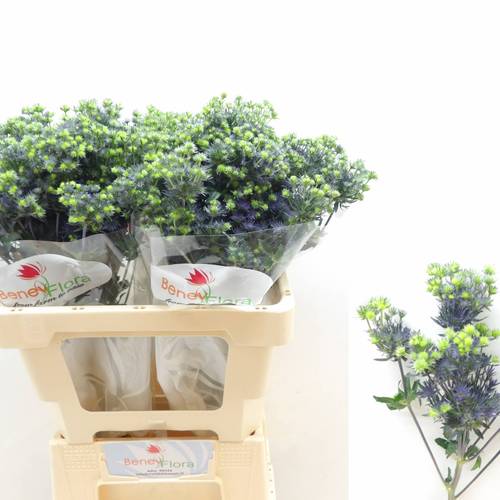 Distel blau Magical Purple Stars 60cm